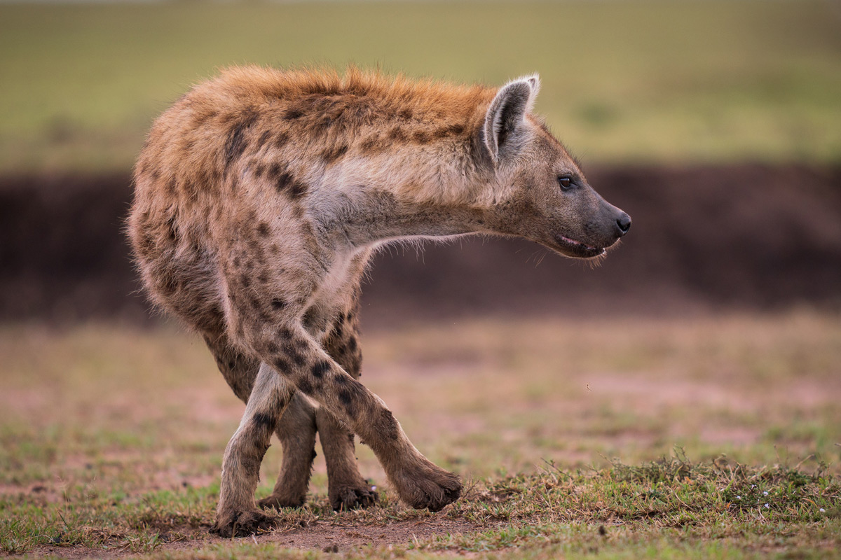 Spotted hyena playing a game of twister in Maasai Mara National Reserve © Andreas Hemb
