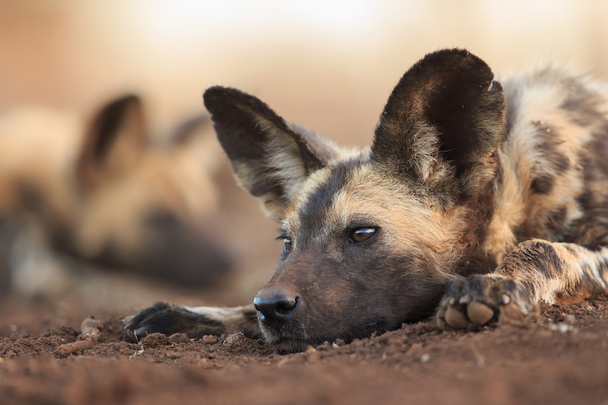 A painted wolf (African wild dog) rests in Zimanga Private Game Reserve, South Africa © Andreas Hemb