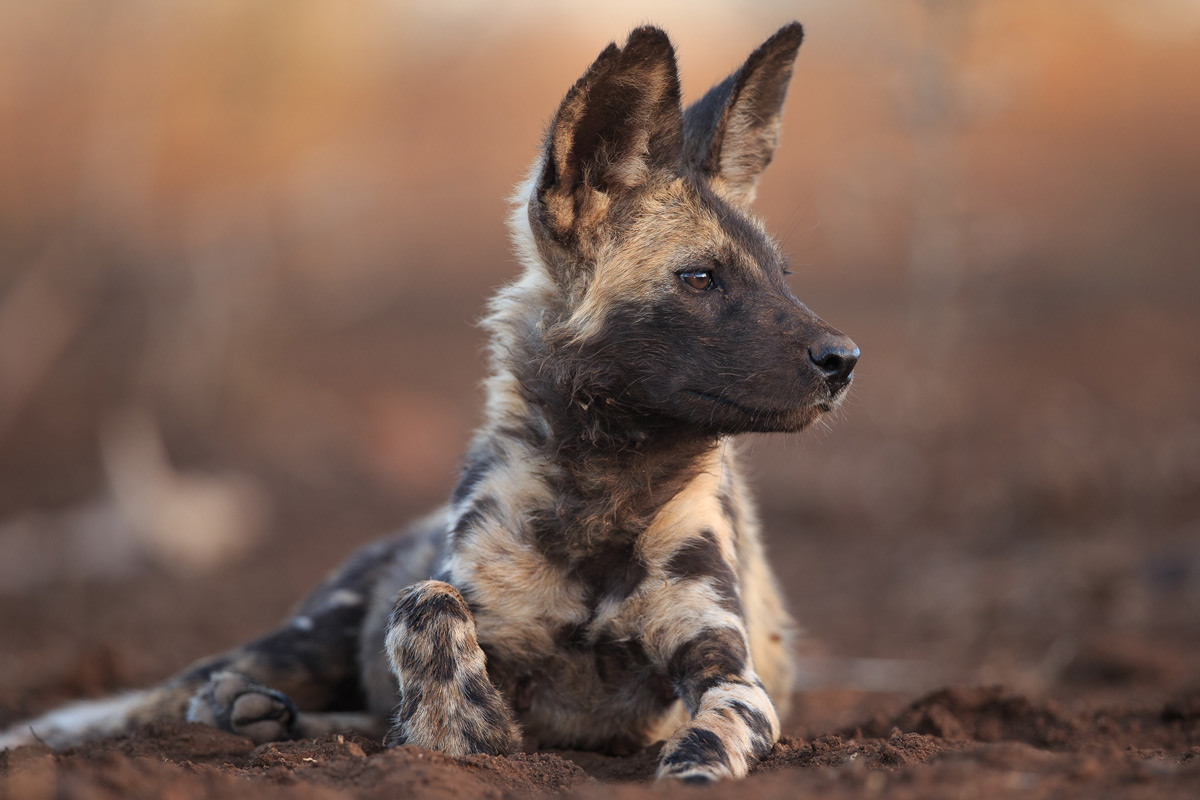 Portrait of a painted wolf (African wild dog) Zimanga Private Game Reserve © Andreas Hemb