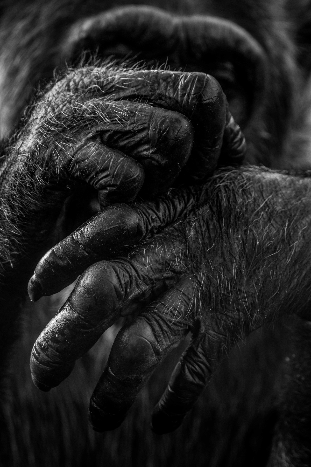 A chimpanzee scratches an itch at Ngamba Island Chimpanzee Sanctuary, Lake Victoria, Uganda © Anthony Ochieng