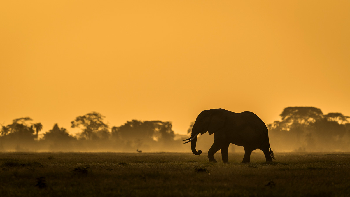 An elephant at dawn in Amboseli National Park, Kenya © Artur Stankiewicz