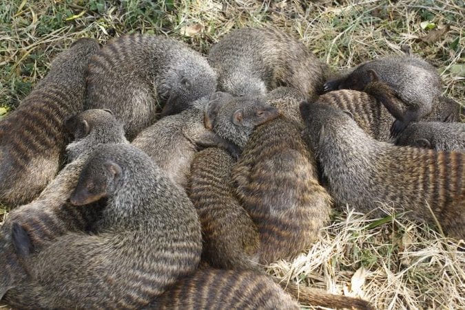 Banded mongoose huddle