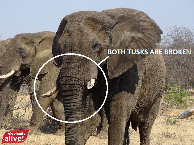 Elephant where both tusks are broken