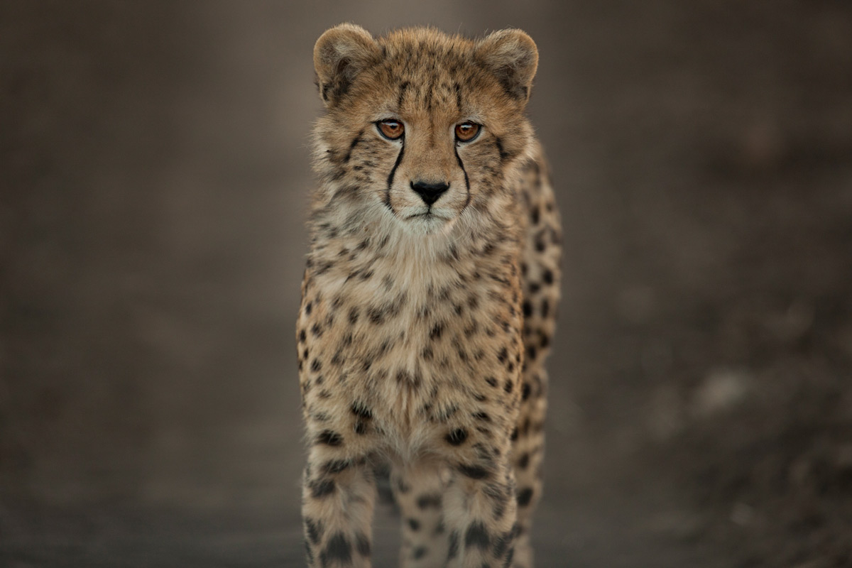 A cheetah cub takes a morning stroll in Phinda Private Game Reserve, South Africa © Caleb Shepard