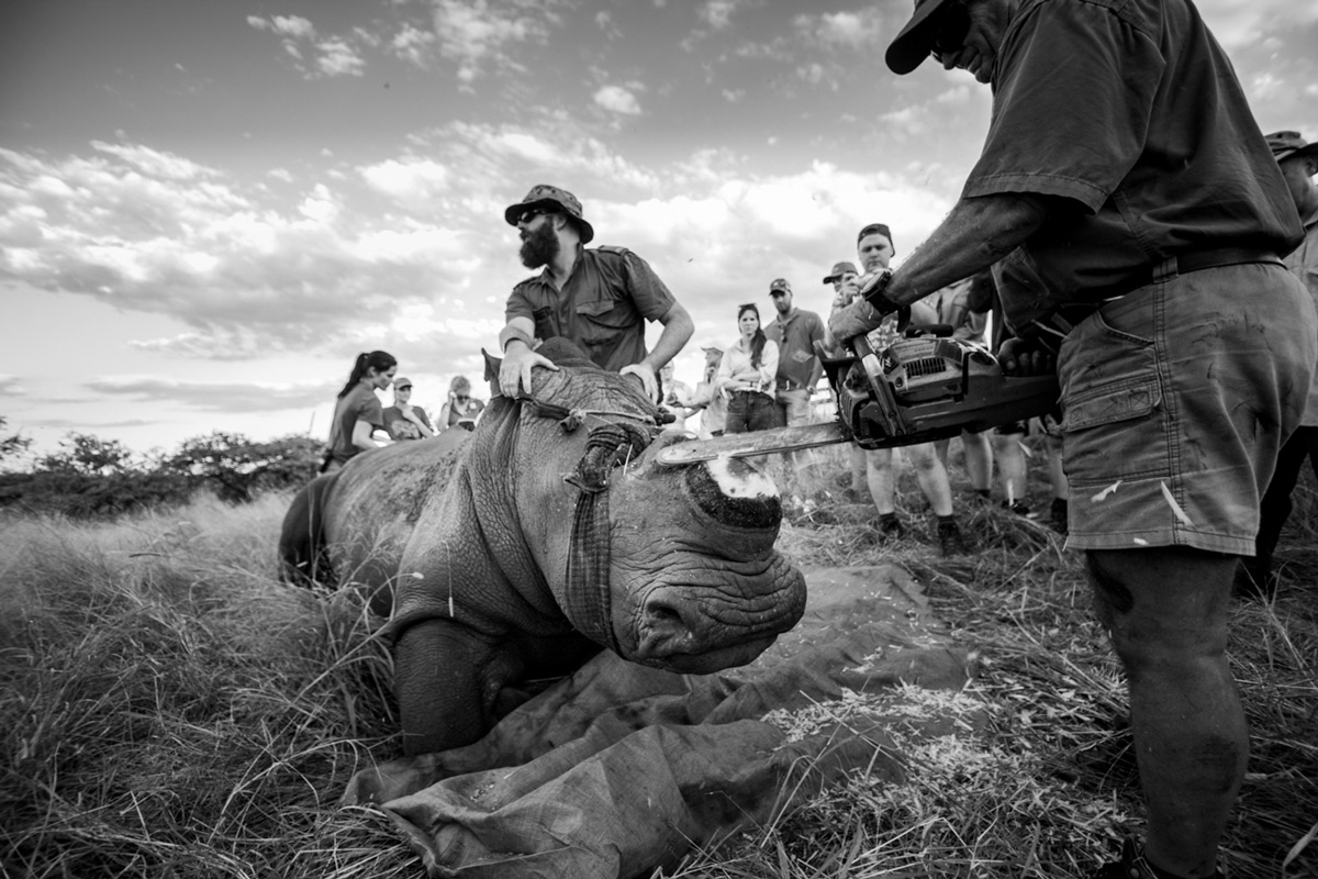 "To save a life" – a white rhino is dehorned in South Africa © Caleb Shepard