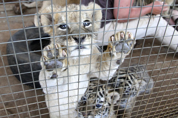 Lion cub in a petting facility