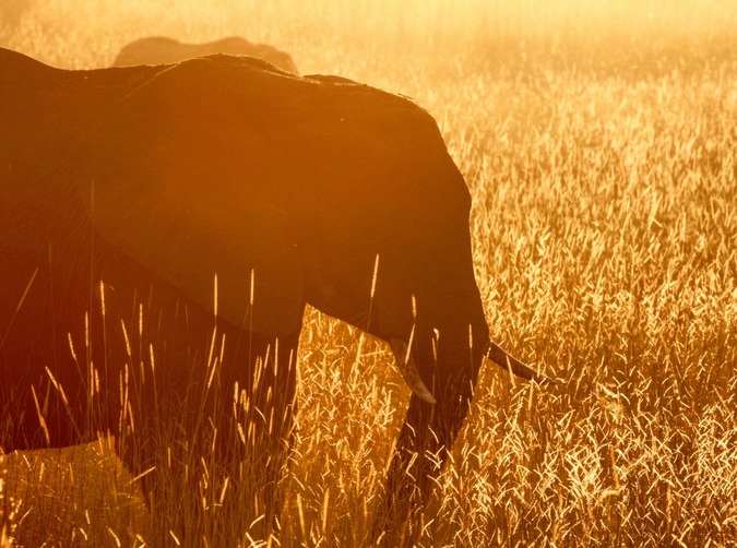 Elephant in Botswana