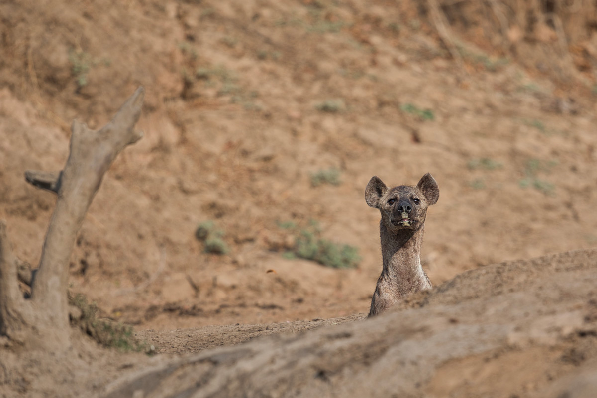 A curious spotted hyena watches the photographer after having a mud bath in South Luangwa National Park, Zambia © Daniela Anger