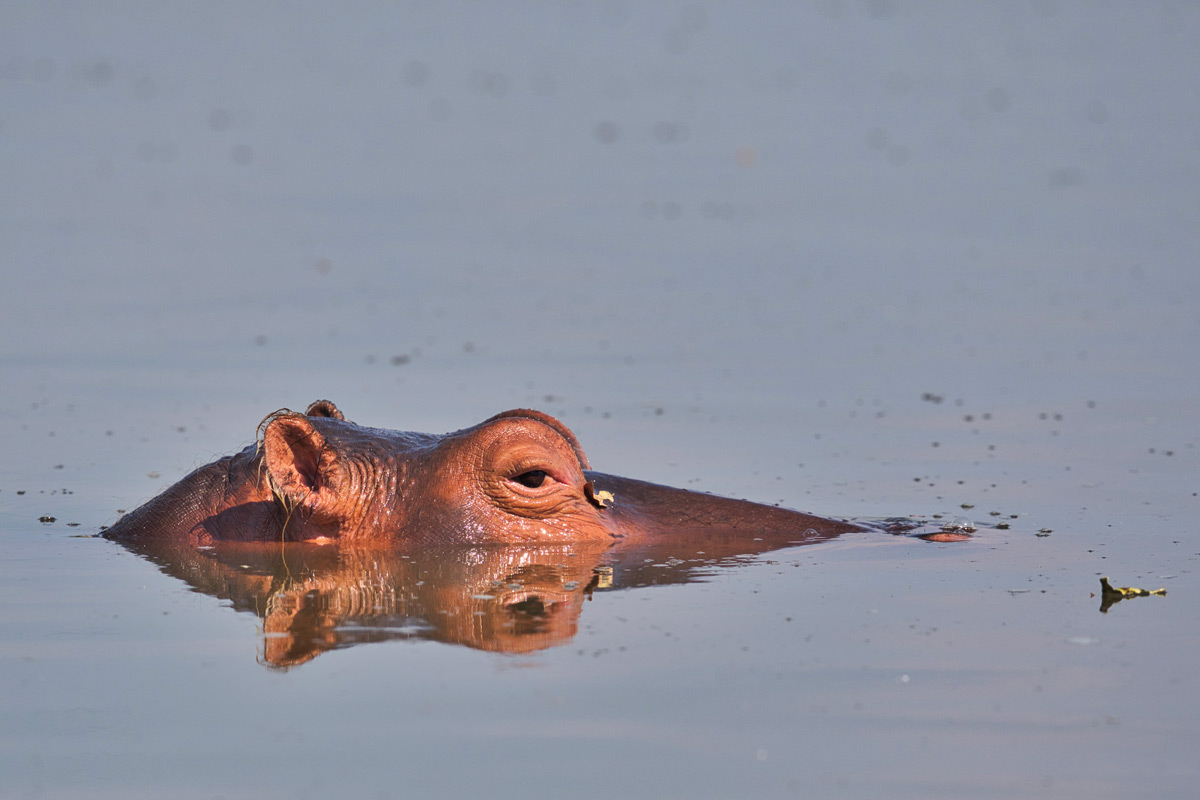 A relaxed hippo watches from the comfort of the cooling South Luangwa River in South Luangwa National Park, Zambia © Daniela Anger