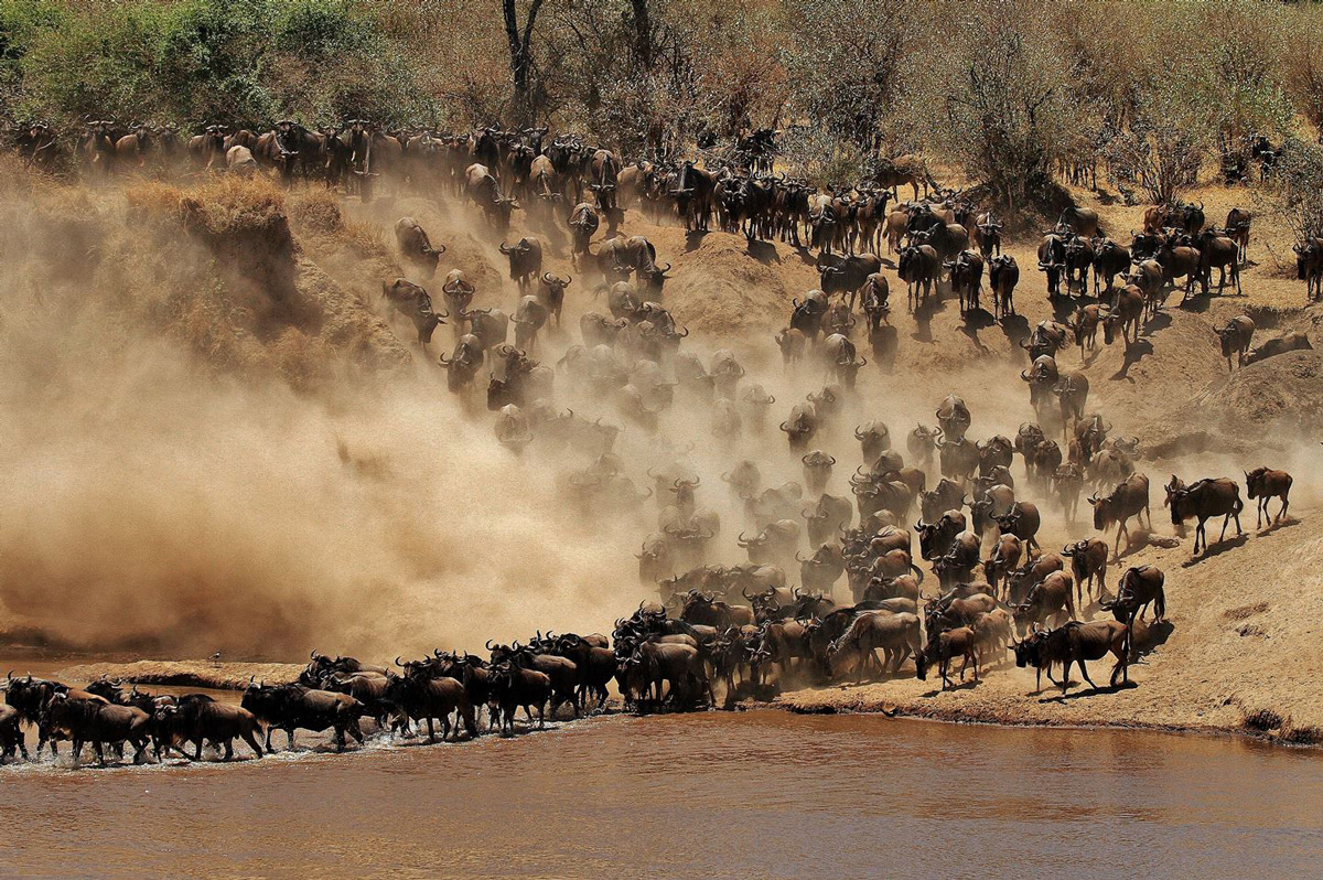 "Organised chaos" – a large herd of wildebeest cross the Mara River in Serengeti National Park, Tanzania © Darren Colello