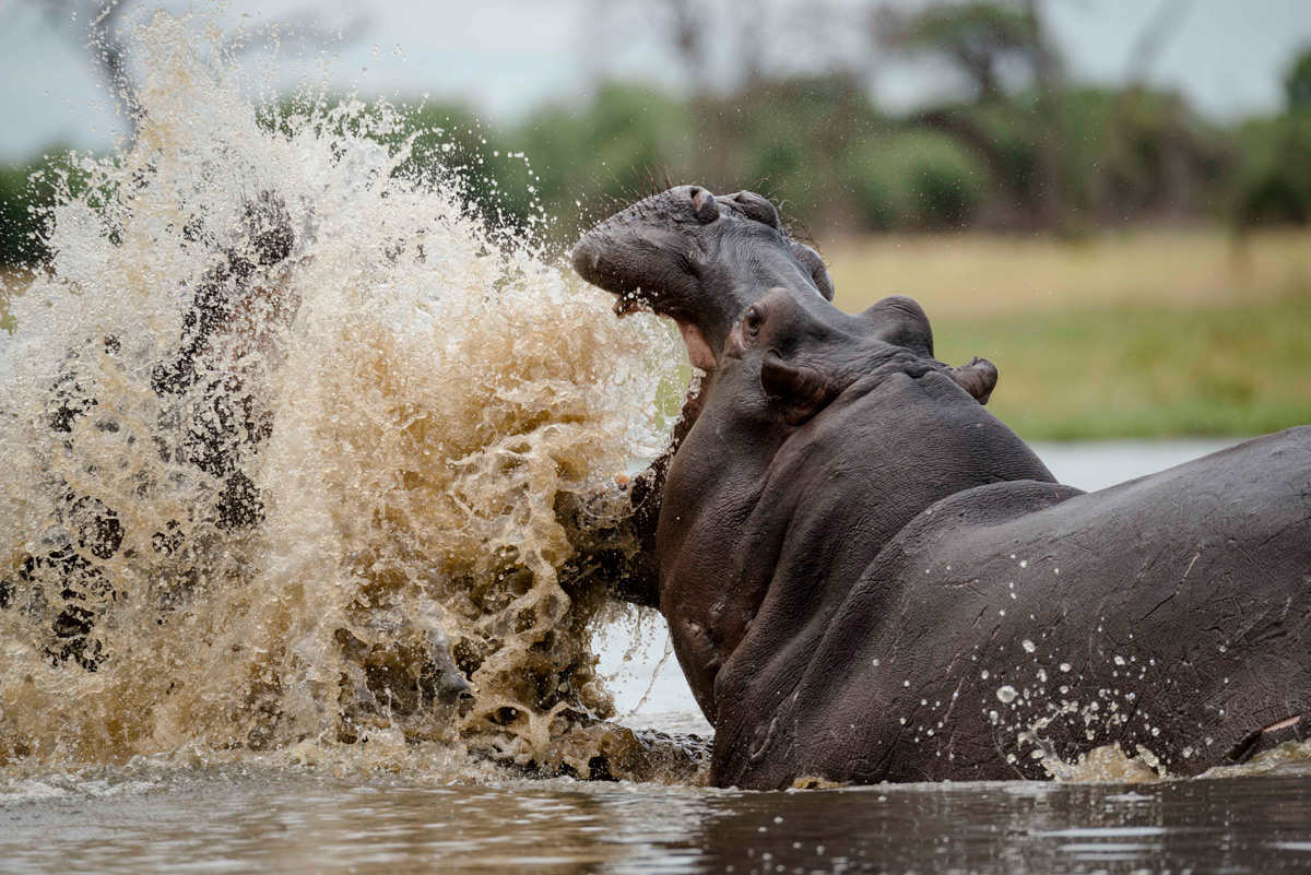 "Battle scars" – a dramatic scene as two hippos fight in Khwai, Botswana © Darryn Haltmann