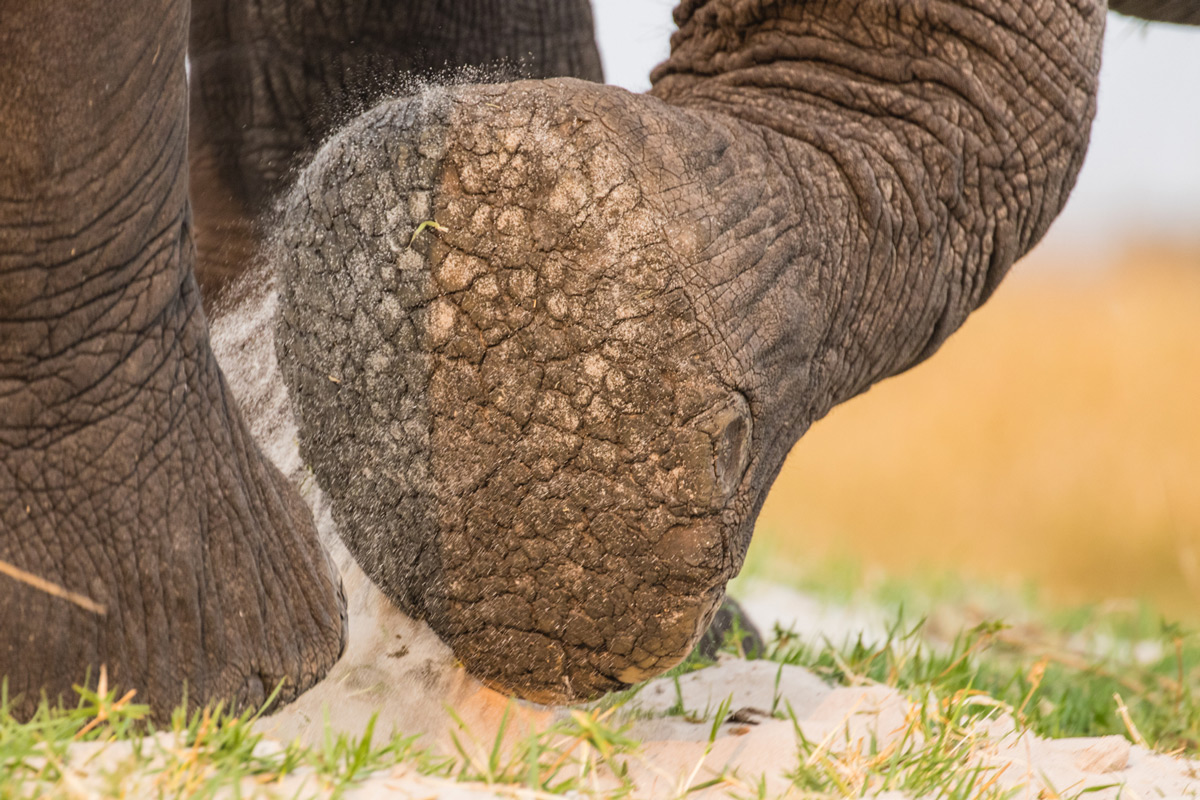 An elephant's foot up close in Chobe National Park, Botswana © Derryn Nash