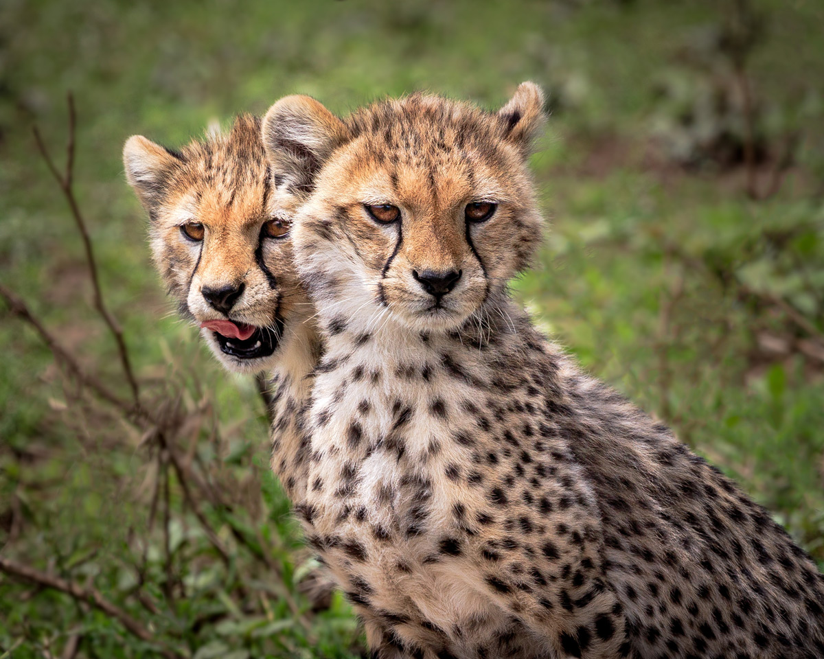 Two cheetah cubs seen in Serengeti National Park, Tanzania © Doreen Lawrence
