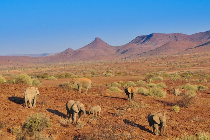 Elephants in Namibia