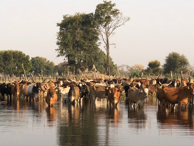 Cattle at a waterhole in Botswana