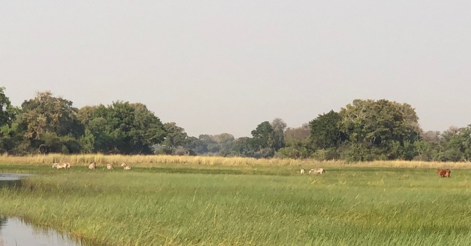 Zebras and cattle browsing in the same area in Botswana