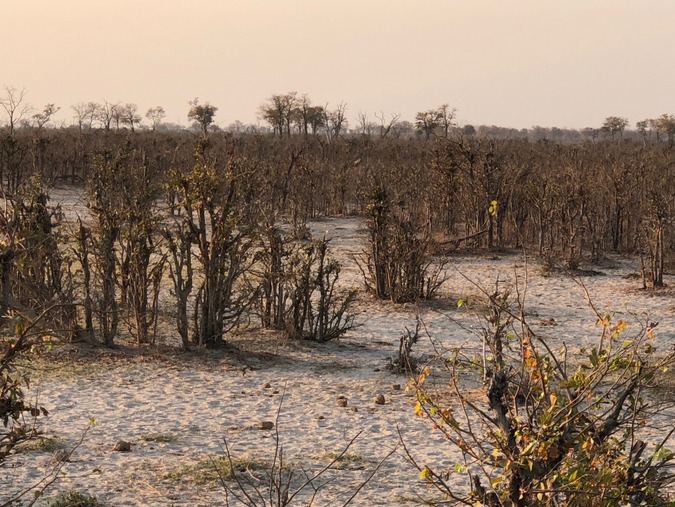 Vegetation destroyed by elephants