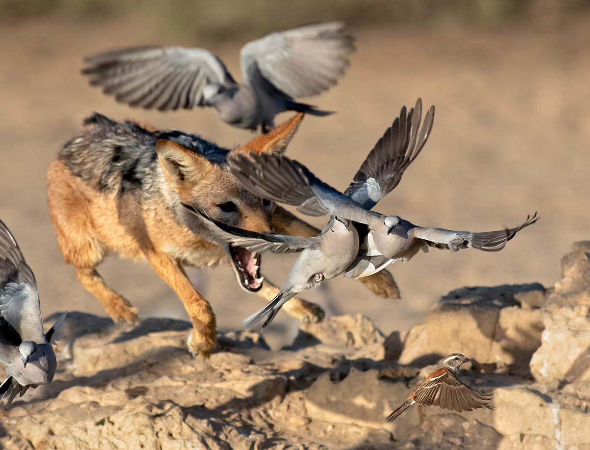 A black-backed jackal launches attempts to catch Cape turtle doves at a waterhole in Kgalagadi Transfrontier Park, South Africa © Ernest Porter