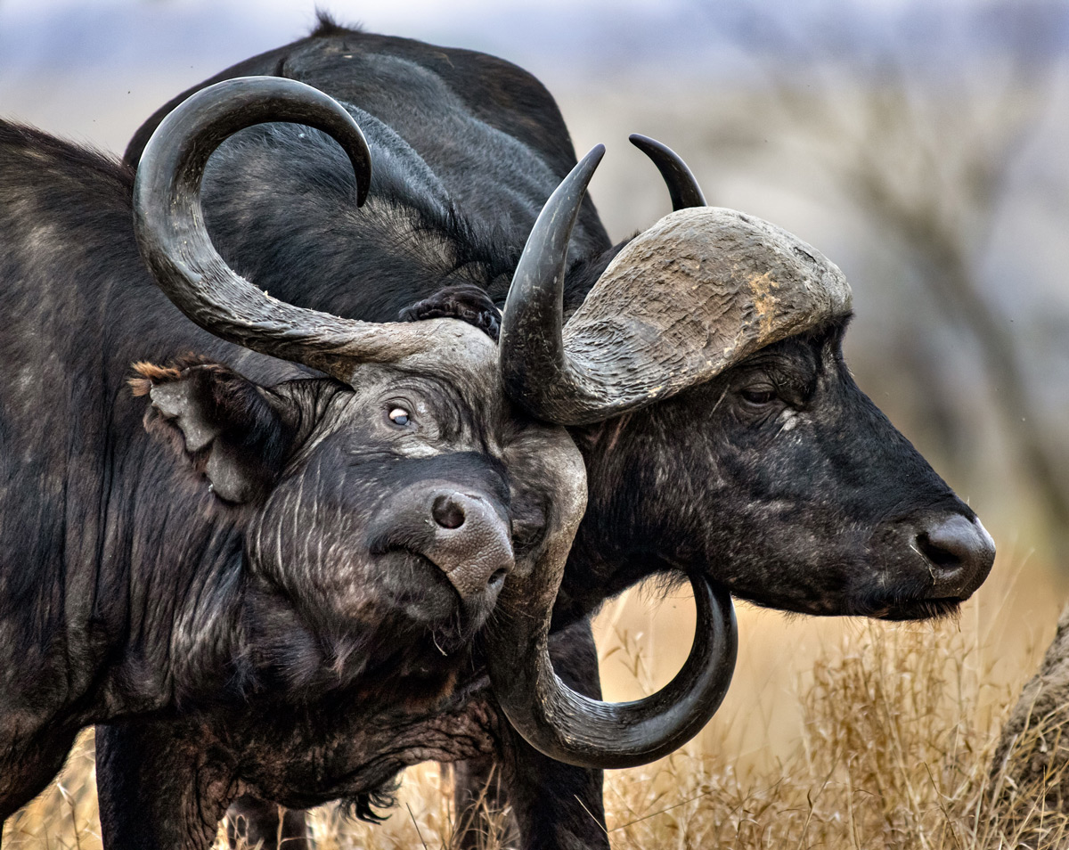 Two Cape buffaloes size each other up in a display of dominance in Mjejane Private Nature Reserve, South Africa © Ernest Porter