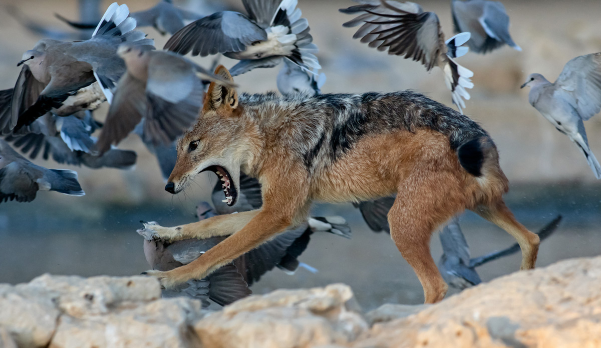 A black-backed jackal launches himself at doves at Cubitje Quap waterhole in Kgalagadi Transfrontier Park, South Africa © Ernest Porter
