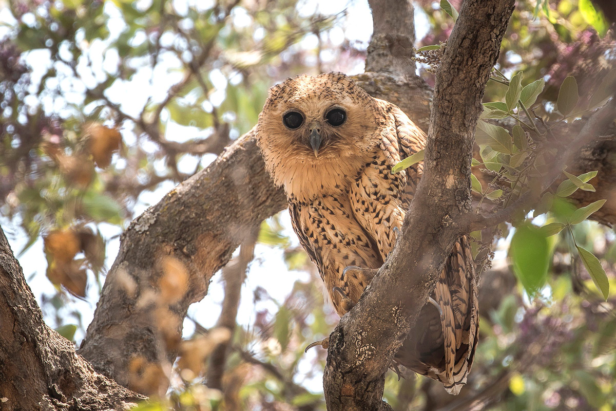 A rare sighting during the day of the much sought-after Pell's fishing owl sitting in a treetop, Khwai, Botswana © Fred von Winckelmann