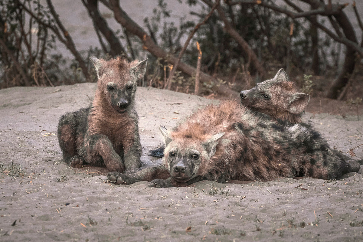 Hyena pups come out of their den at the end of the day in Savuti, Botswana © Fred von Winckelmann