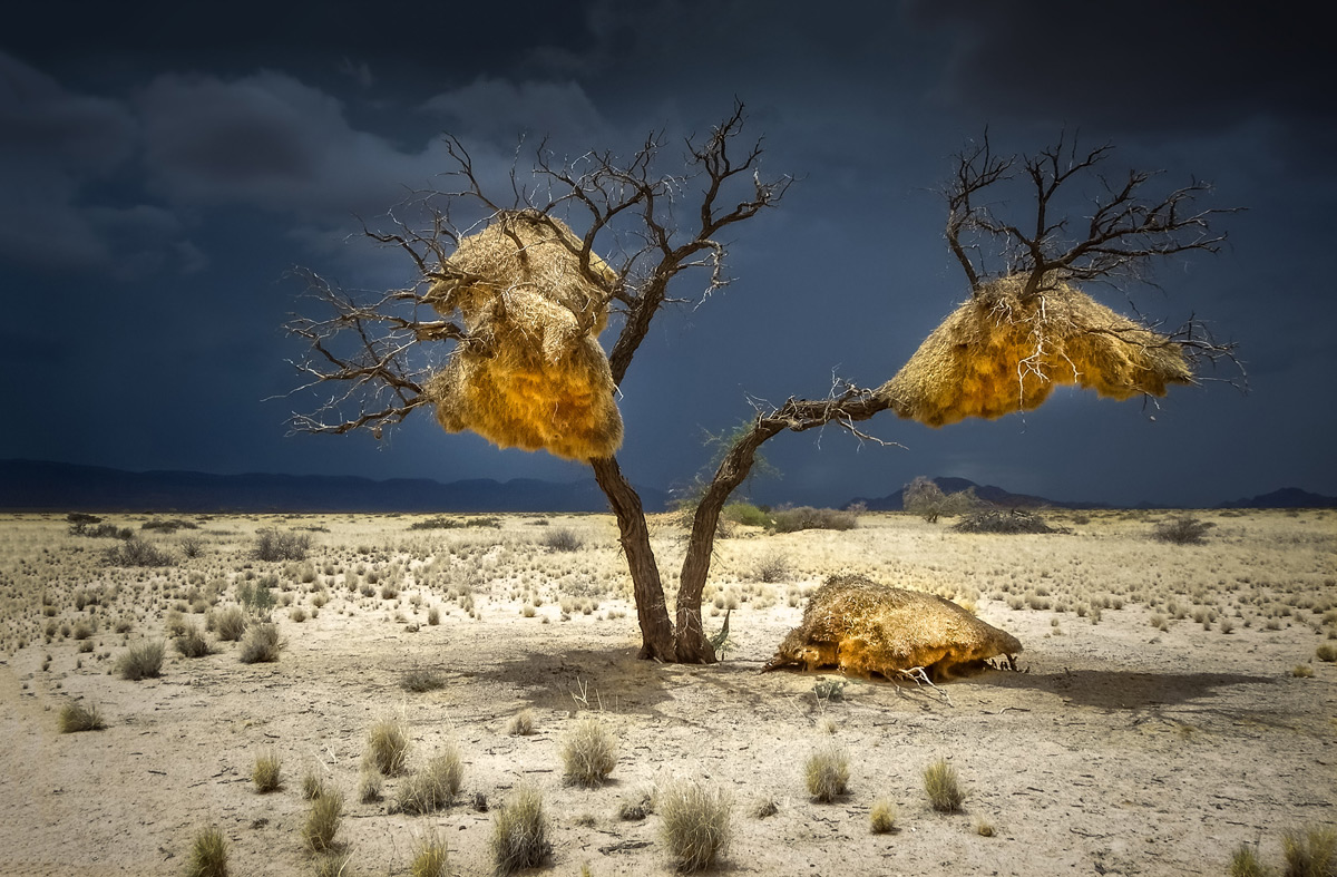 Weaver bird nests with a storm brewing in the distance in Sesriem, Namibia © Gary Proctor