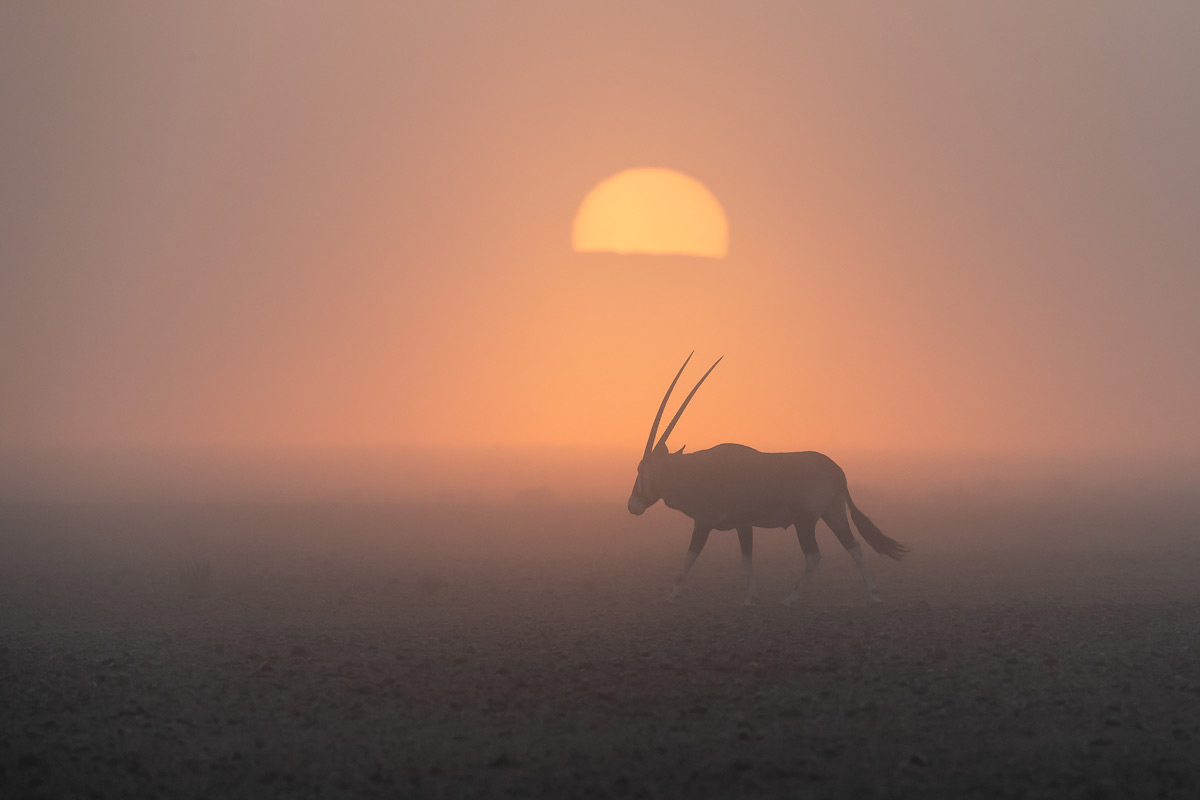 An oryx browses in the mist at sunrise in the Tsauchab Valley, Namib-Naukluft National Park, Namibia © Gerald Knight