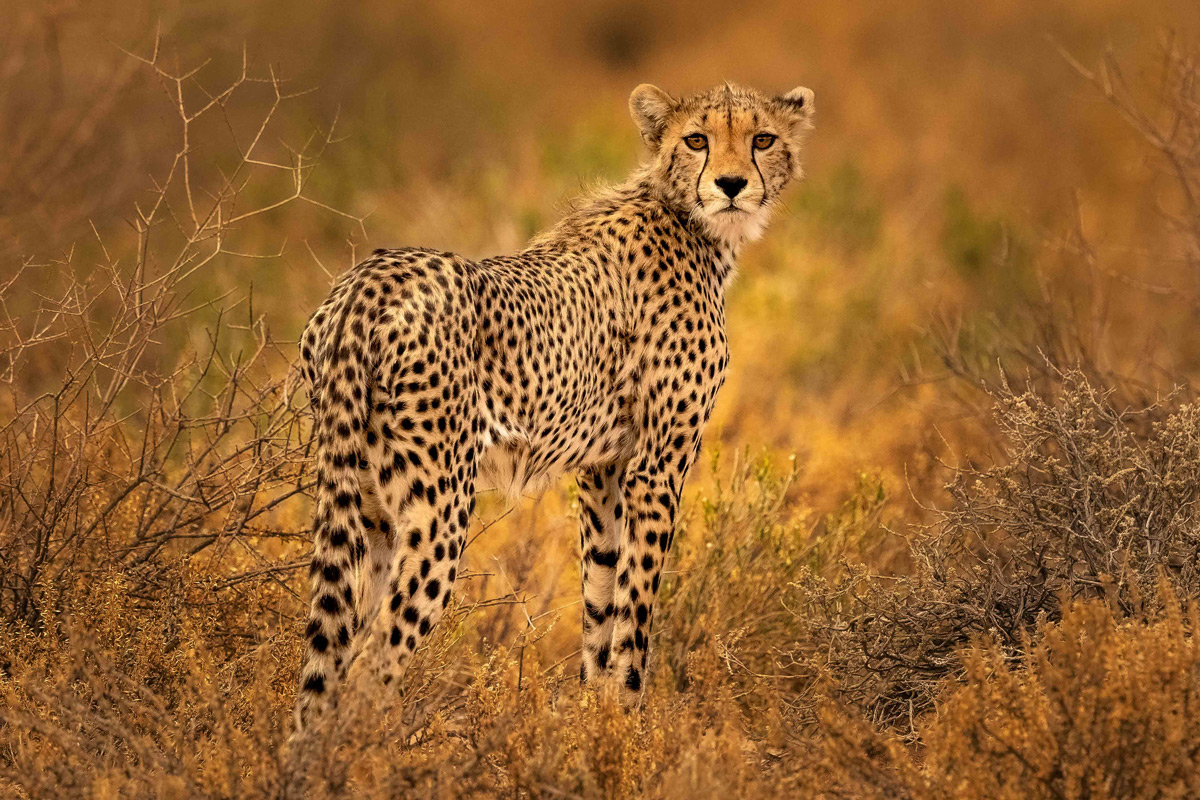 "Kgalagadi prince" – a cheetah on an early morning hunt in the Kalagadi Transfrontier Park, South Africa © Gideon Malherbe