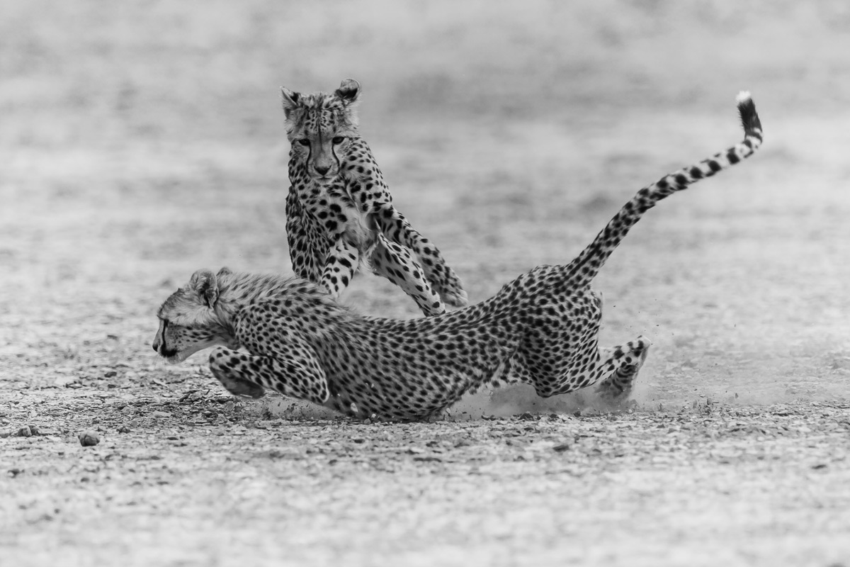 Two playful cheetah brothers on a high speed chase in the Nossob riverbed of the Kgalagadi Transfrontier Park, South Africa © Gideon Malherbe