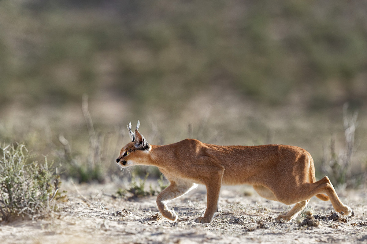 A caracal silently stalks potential prey in Kgalagadi Transfrontier Park, South Africa © Giovanni Frescura