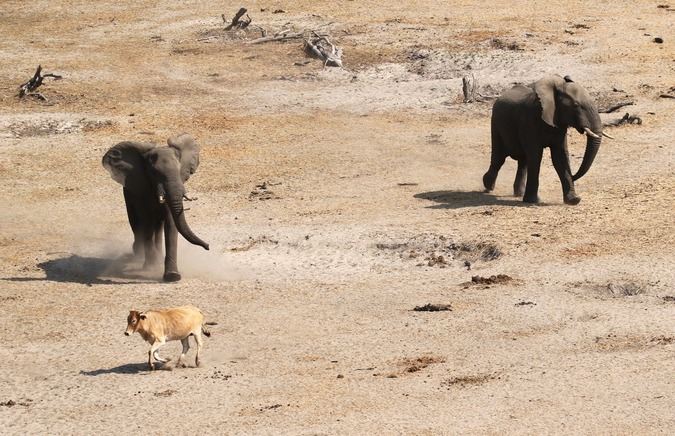 An elephant chases a cow near the Boteti River 