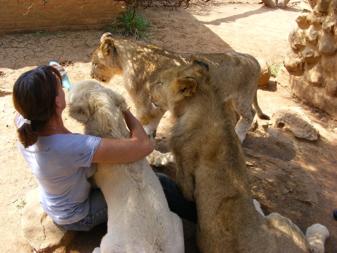 Hand raiding lions