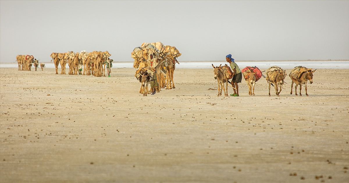 Salt caravans leave for Marakele in the late afternoon in the Danakil Depression, Ethiopia © Hesté de Beer