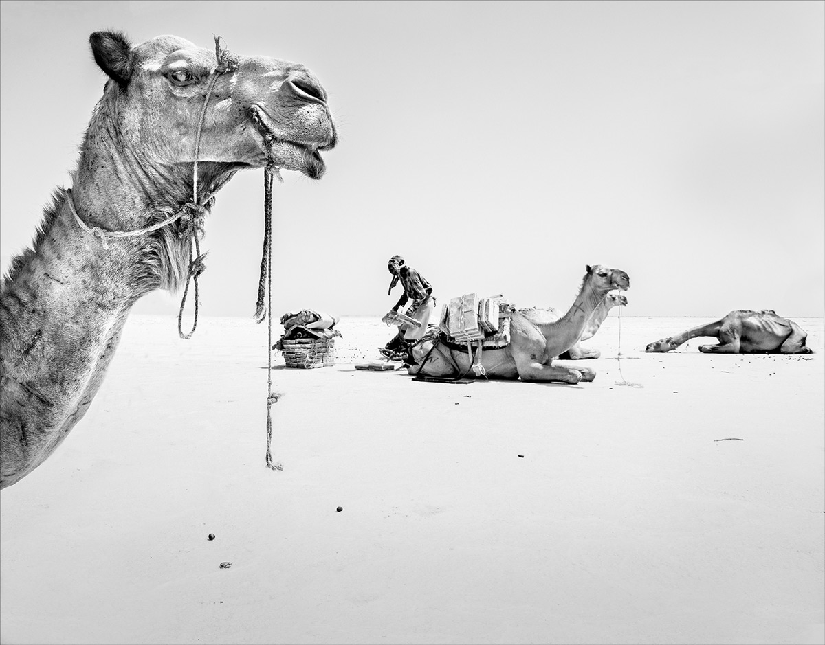 An Afar salt miner loading his camel in the unbearable heat of the Danakil Depression, Ethiopia © Hesté de Beer