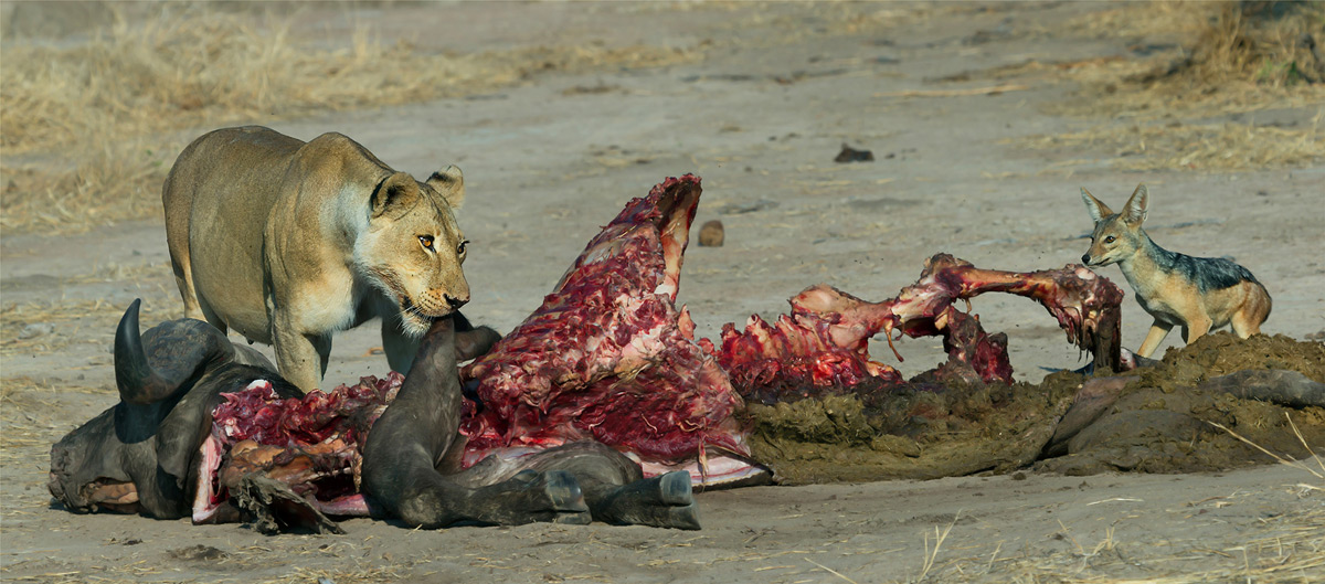 A weary jackal makes a quick dash towards the lion’s buffalo kill to steal scraps of meat in Ruaha National Park, Tanzania © Hesté de Beer