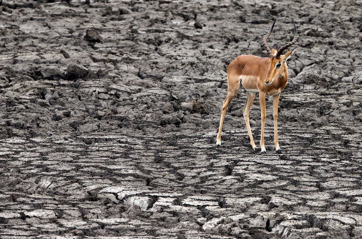 The dry season in the Kruger National Park, South Africa © Hilda le Roux
