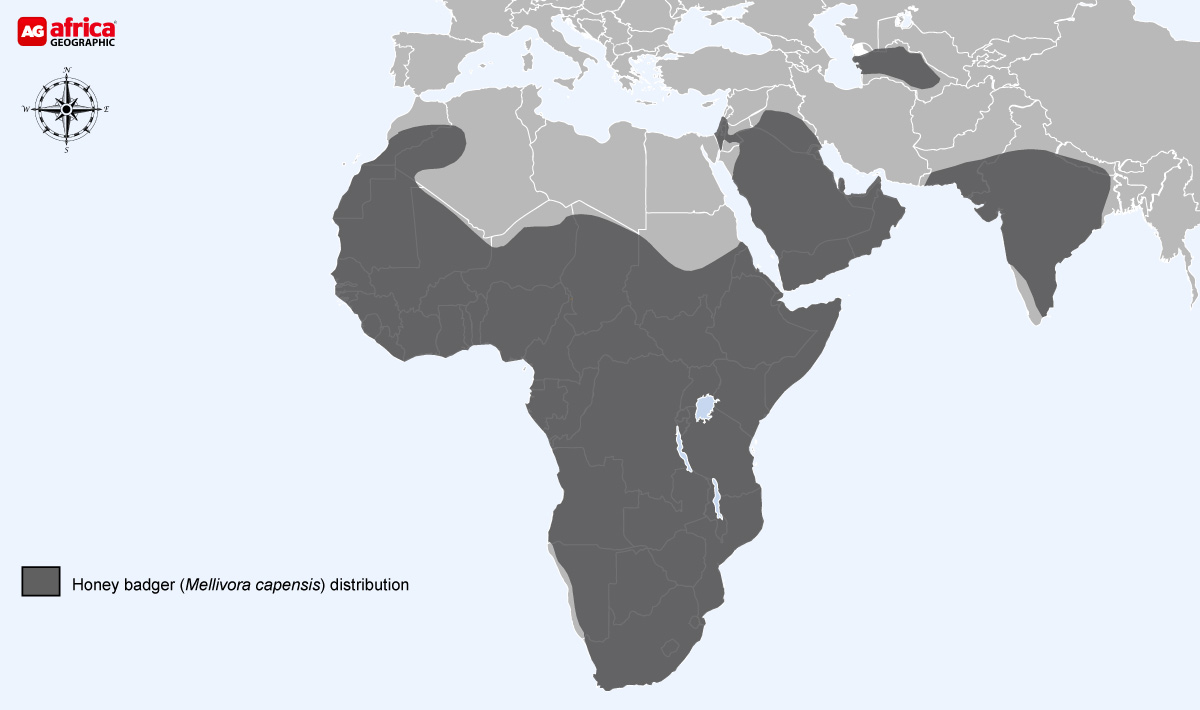 Honey badger distribution map