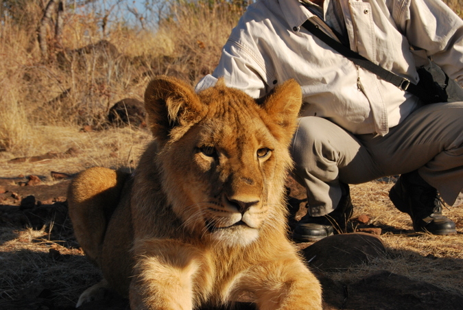 Human interaction tourism activities with lion