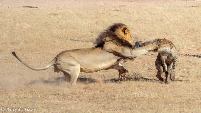 Graphic content: Lion attacks injured hyena - Africa Geographic