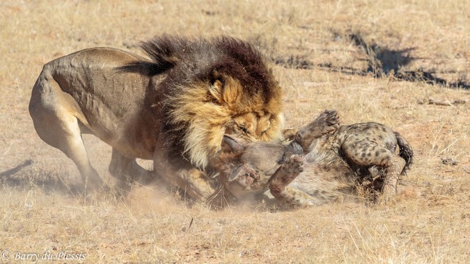 Graphic content: Lion attacks injured hyena - Africa Geographic