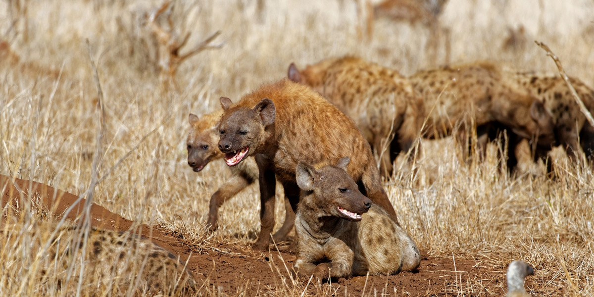 "These hyenas must have been pretty low in the ranking order, as all that they could do was grimace while the matriarch and her favoured relatives had first dibs at the wildebeest carcass they had stolen from two lionesses" – Kruger National Park, South Africa © Jo Fankhauser