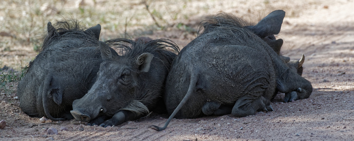 "Heads or tails" – warthogs rest in the shade in Kruger National Park, South Africa © Jo Fankhauser