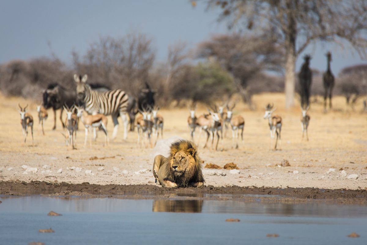 A lion takes his time at a waterhole while the rest watch on in Nxai Pan National Park, Botswana © Katrin Gerchel