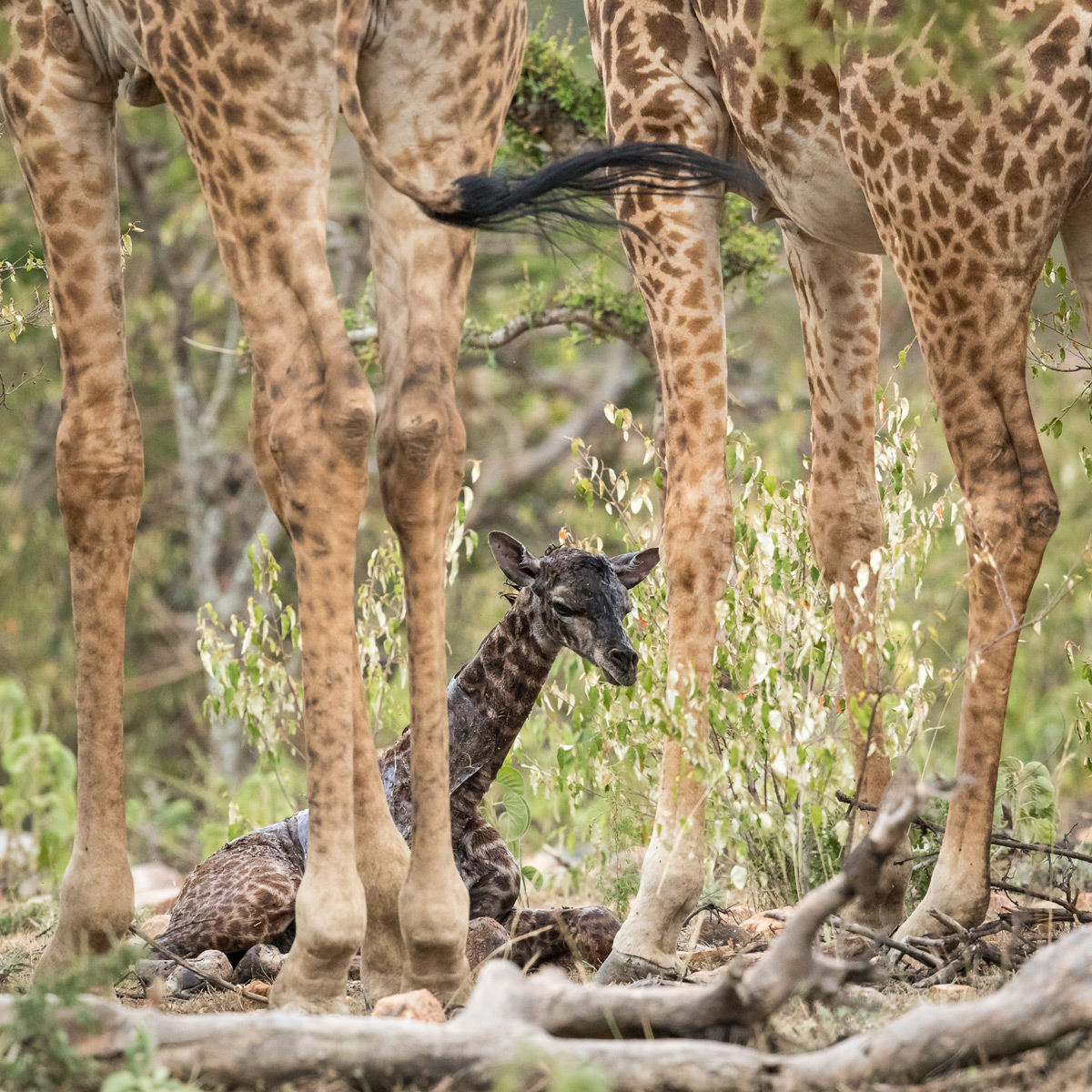 A vulnerable newborn giraffe sits under the protection of its mother and a male that had kept a nearby watch during the birth before moving over to greet the new family member, Maasai Mara National Reserve, Kenya © Kellie Netherwood