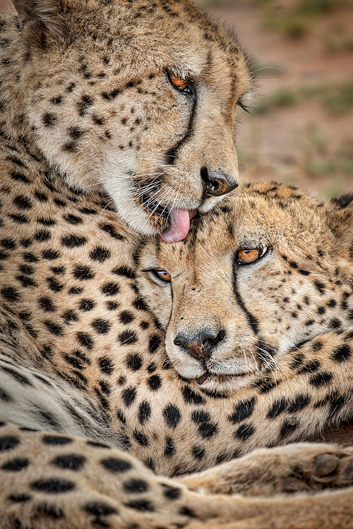 Grooming time for a cheetah in Madikwe Game Reserve, South Africa © Kevin Dooley