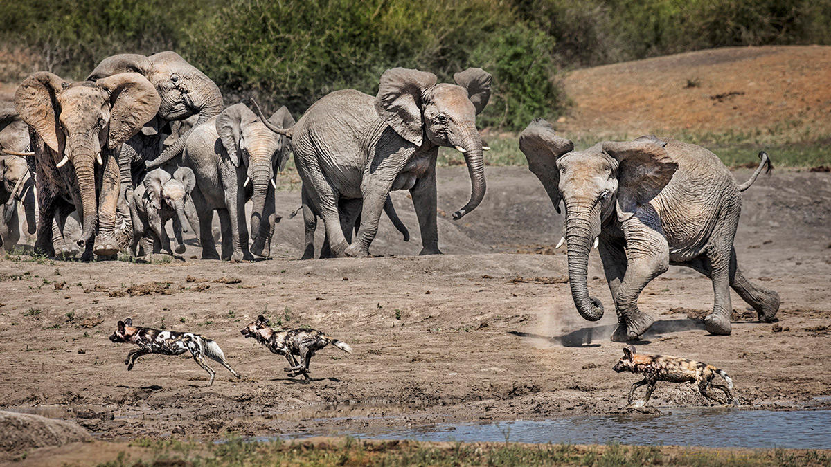 Elephants chase painted wolves (African wild dogs) in Madikwe Game Reserve, South Africa © Kevin Dooley