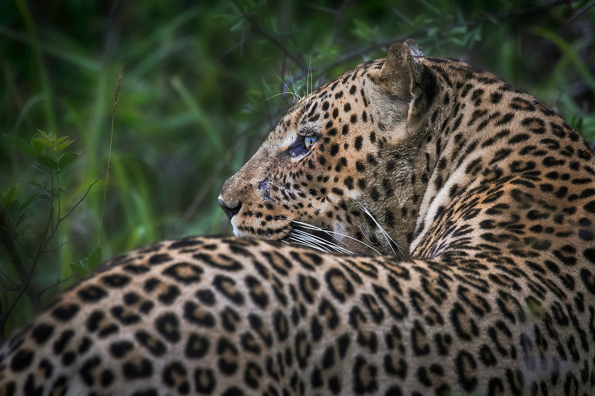 A leopard in Mashatu, Botswana © Kevin Dooley