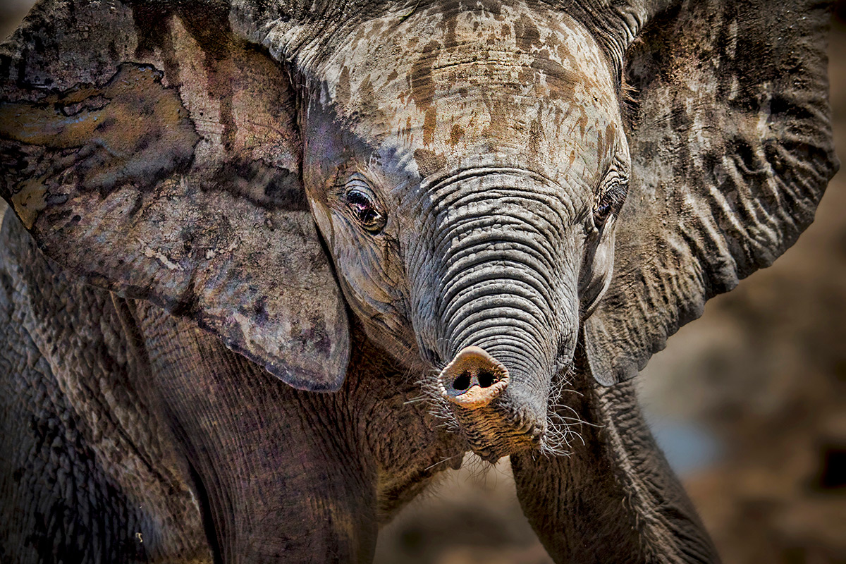 A playful, young elephant calf in Madikwe Game Reserve, South Africa © Kevin Dooley
