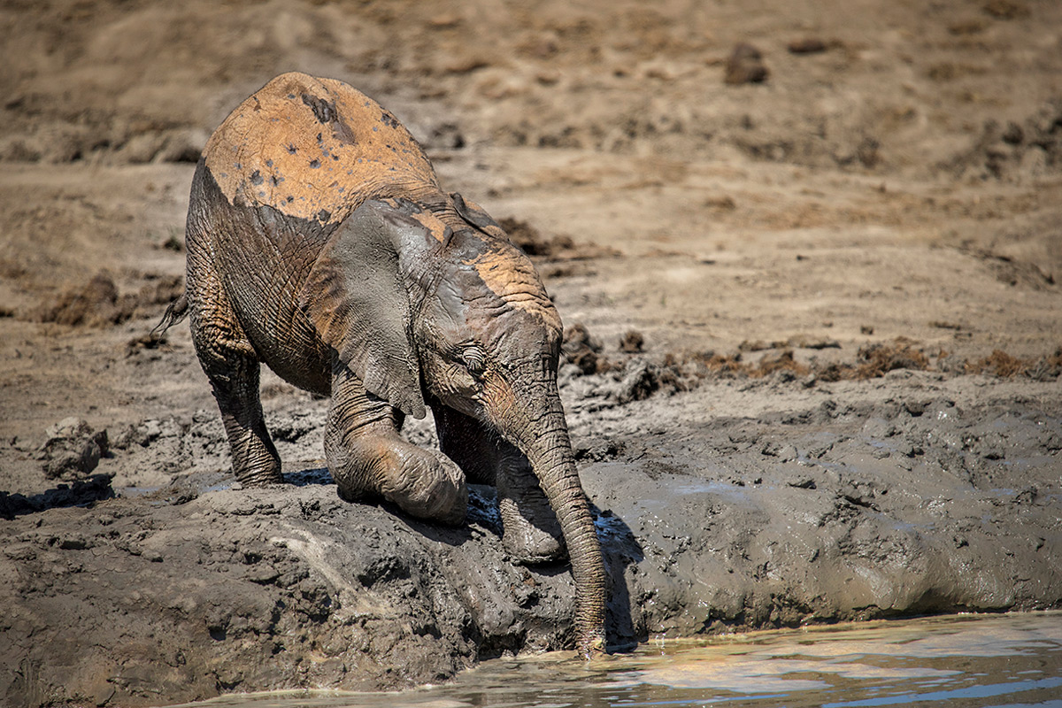 An elephant calf has fun in the mud in Madikwe Game Reserve, South Africa © Kevin Dooley